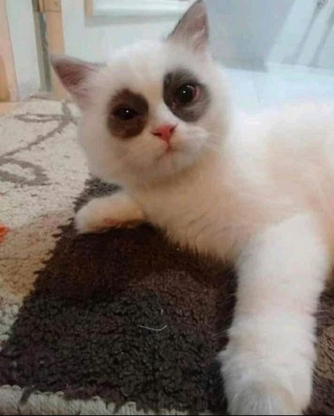 Коты с мешками под глазами