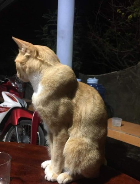 Самый мускулистый кот