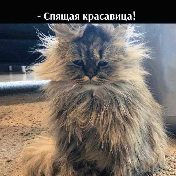 Лохматый кот