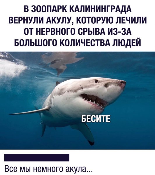 Акула прикол