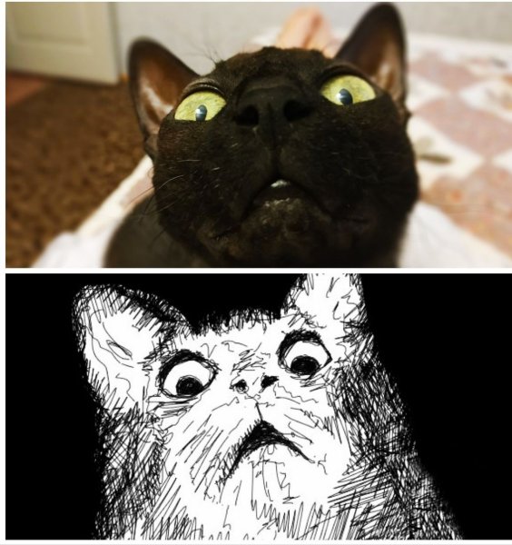 Коты из мемов