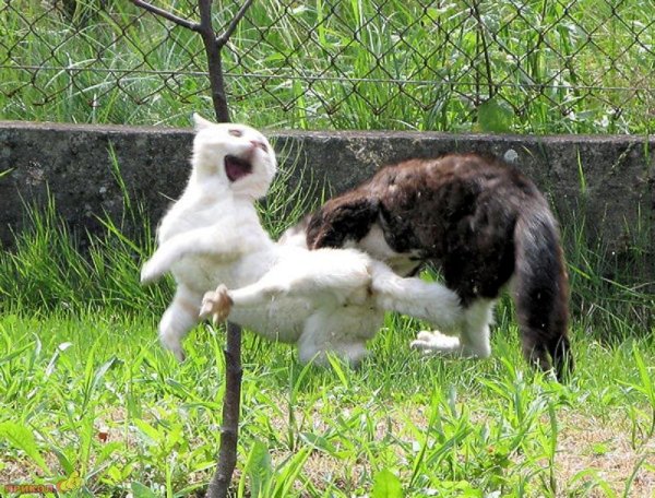 Коты дерутся