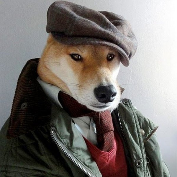 Собака в кепке