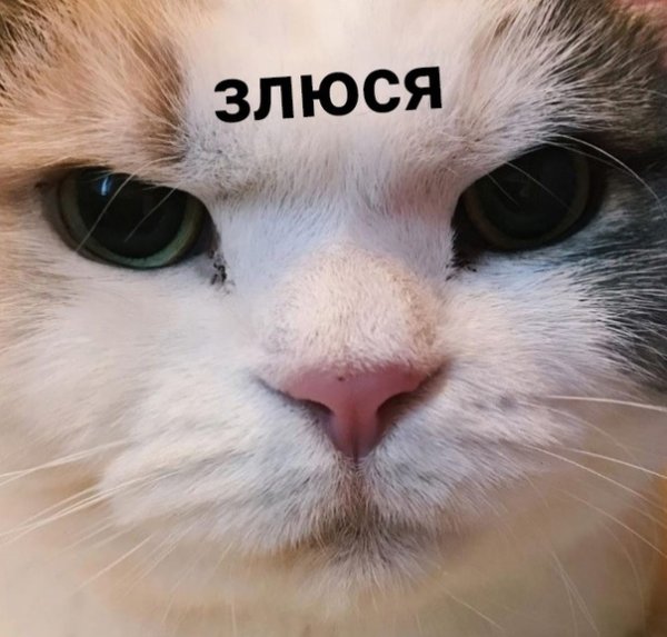 Кот злюся