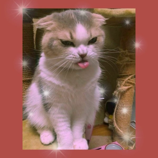 Кошечка злится