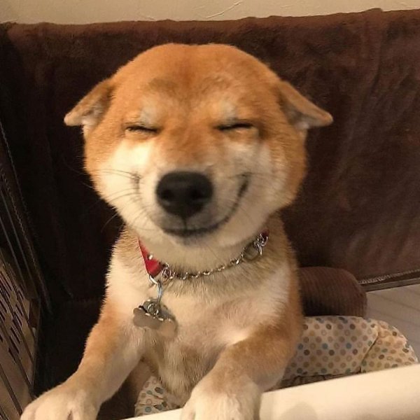 Собака улыбается