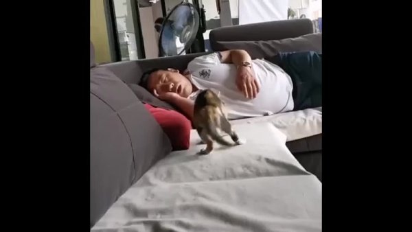 Храпит кот наблюдает