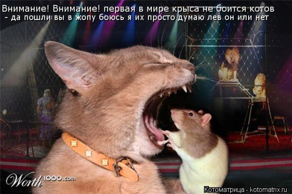 Мышь бьет кота