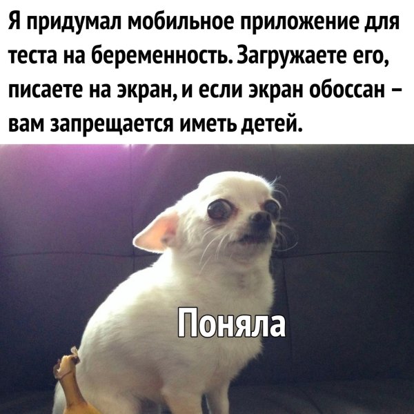 Собака пончо и банан