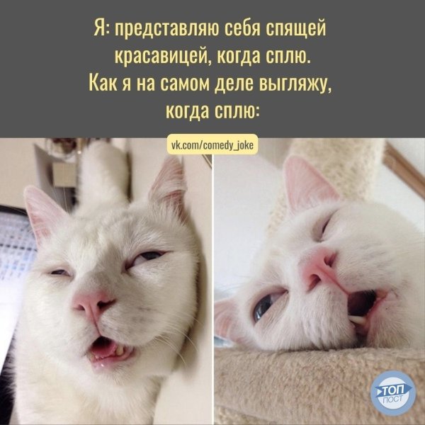 Кокот спит с открытым ртом