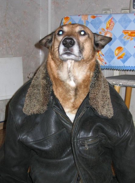 Пес в куртке