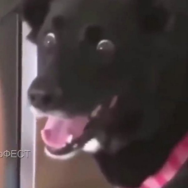 Собака в шоке Мем