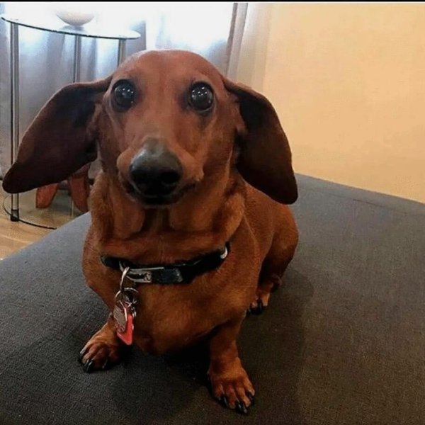 Жирная такса