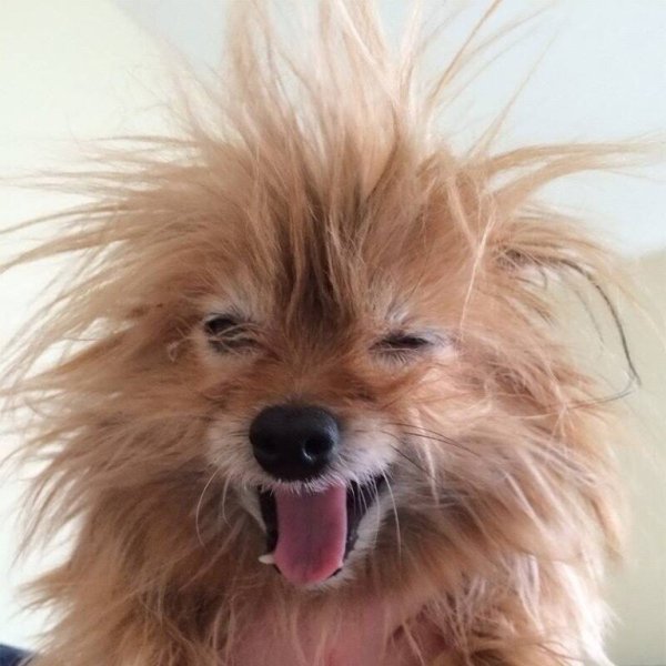 Смешная лохматая собачка