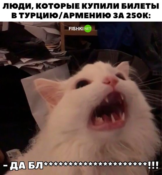 Кот соглашается Мем