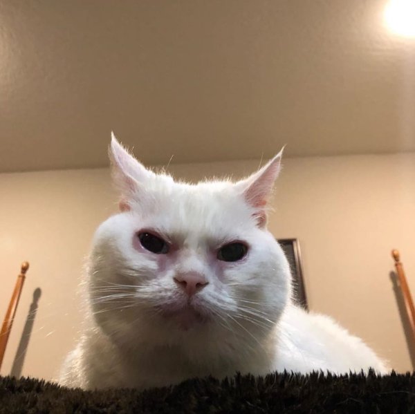 Мемы с котиками