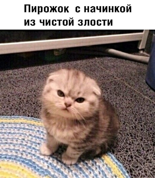 Мемы с котиками