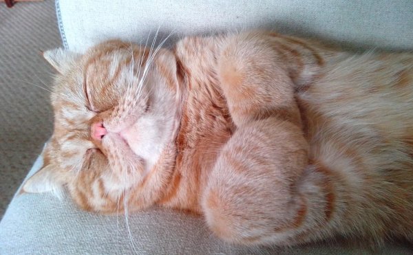 Кот дрыхнет