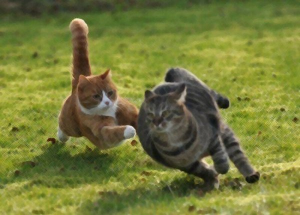 Котята дерутся