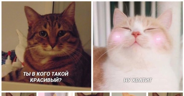 Кот Мем