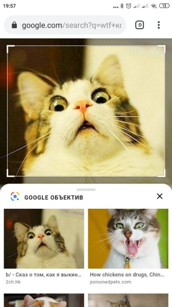 WTF Мем с котом