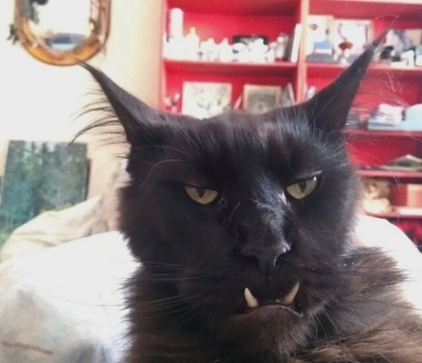 Черный кот с клыками