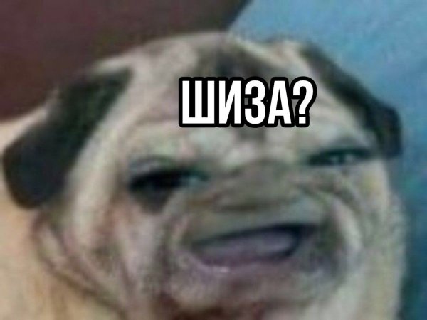 Мопс с лицом человека