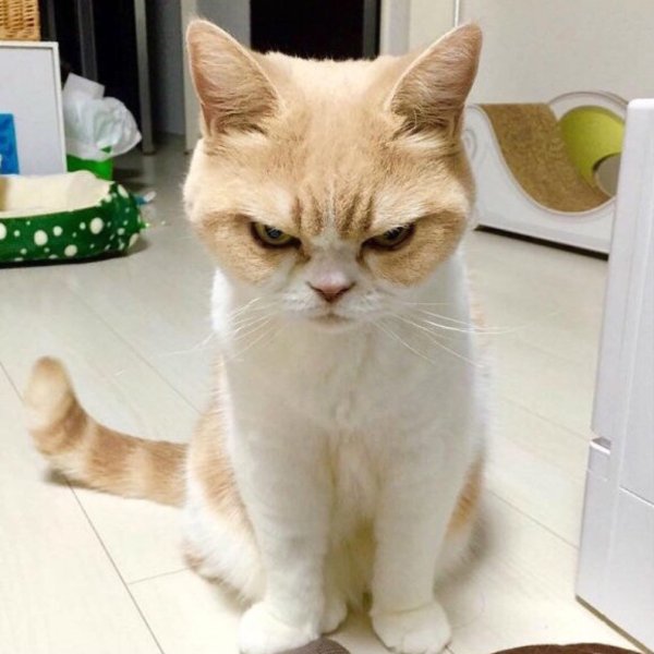 Кот злится