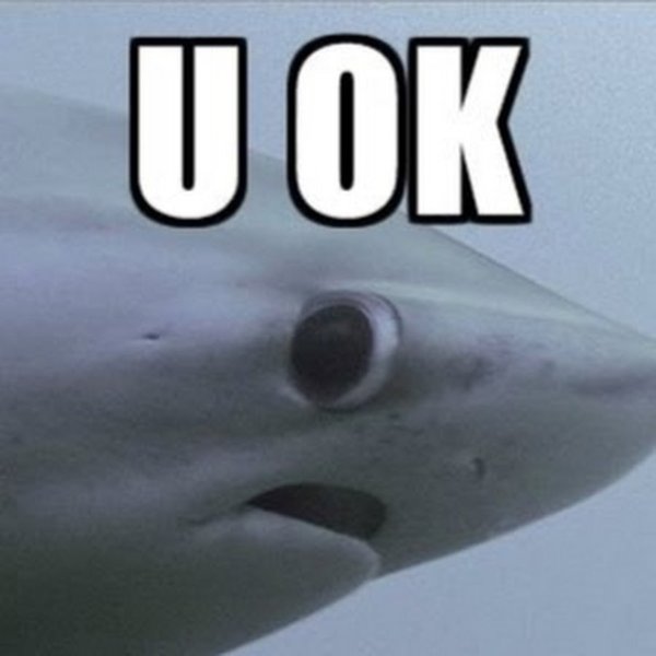 Мемы про акул