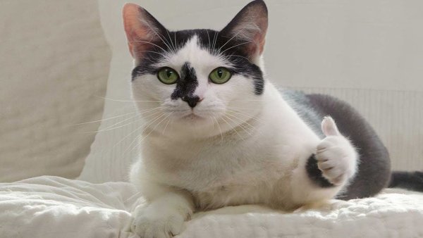 Коты показывают большой палец