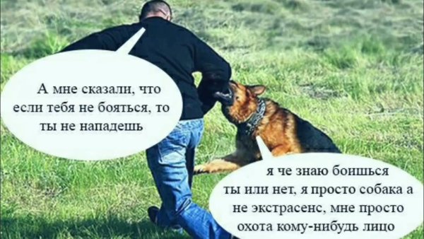 Да ты бы и собаку