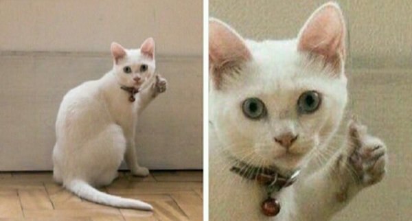Кот показывает большой палец