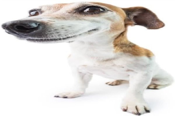 Собака скулит