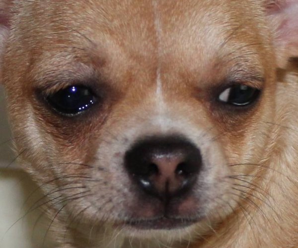 Плачущий чихуахуа