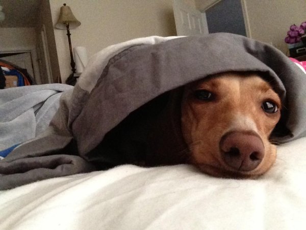 Смешные собаки