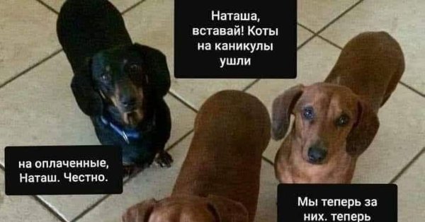 Мем собака Наташа