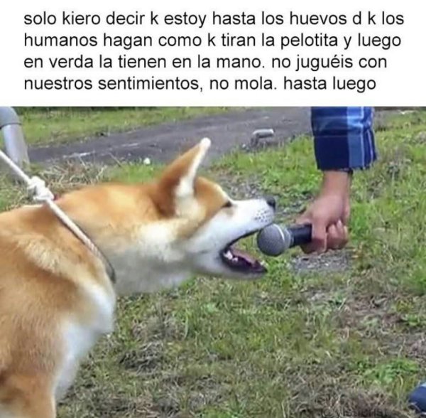 Хороший мальчик пес Мем