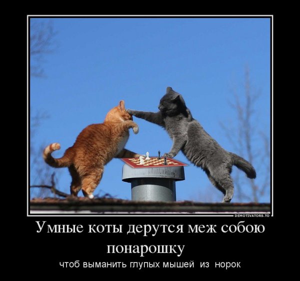 Коты дерутся юмор