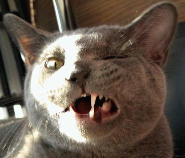 Беззубый кот
