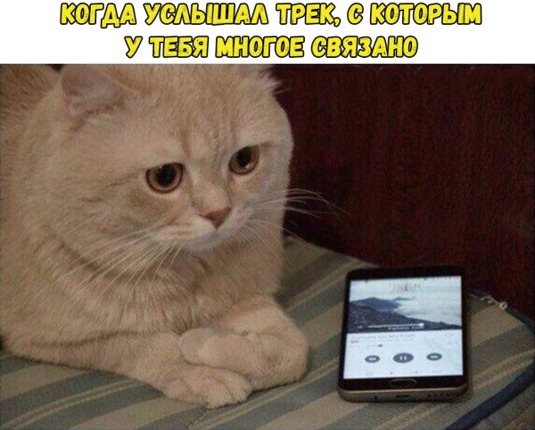 Мемы с котами и надписями