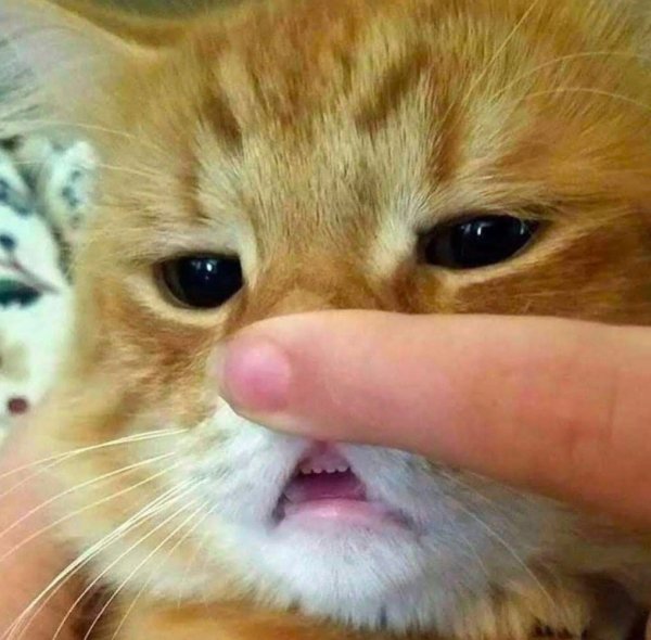 Котики смешные