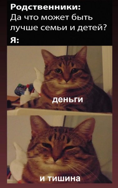 Довольные коты Мем