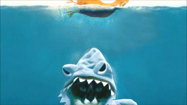 Милый котик в костюме акулы