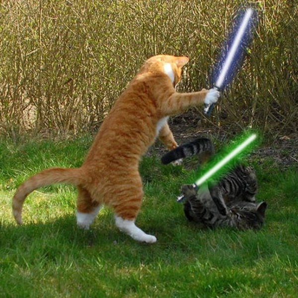 Битва котов