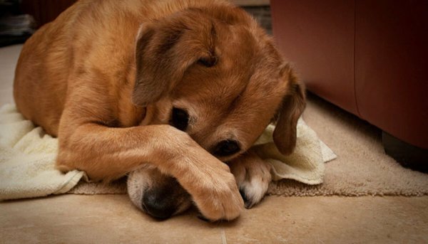 Собаке стыдно