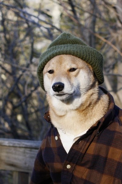 Собака улыбается