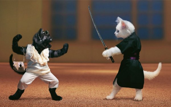 Кот каратист