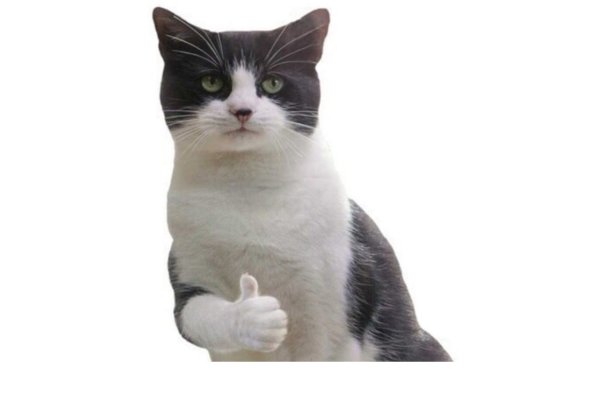 Кот показывает большой палец вверх