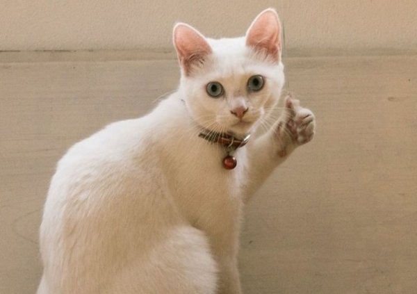 Кот для важных переговоров