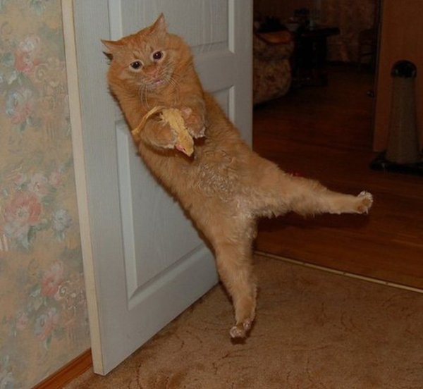 Приколы с котами